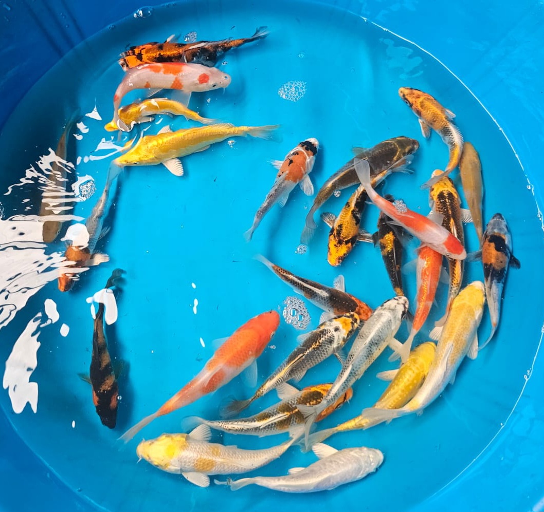 Imported Koi 10-14cm Various